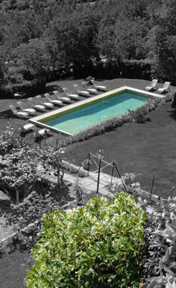 garden and pool