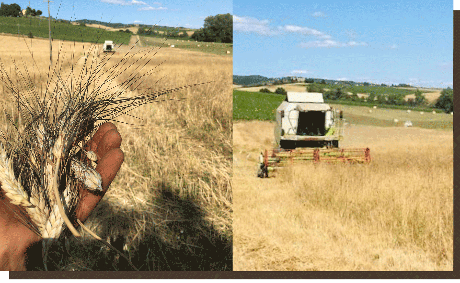 threshing of our ancient grains